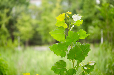 Vigorously growing poplar seedlings