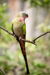 the princess Alexandra parrot has a pink neck and a light blue head and green wings