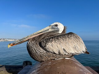 Closeup of pelican on the pier.