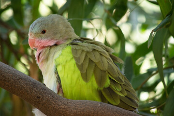 the princes parrot has a pink neck and a light blue head and green wings