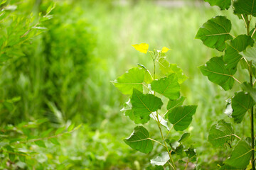 Vigorously growing poplar seedlings