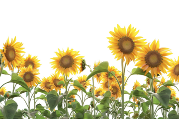 Sunflowers field on the horizon, isolated against a transparent background