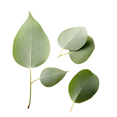 Obraz premium Minimalist Flat Lay Of Four Eucalyptus Leaves On A Clean White Background