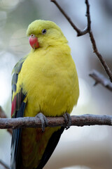 The female regent parrot is all light green. It has yellow shoulder patches and a narrow red band crosses the centre of the wings