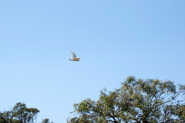 The sulphur crested cockatoo is a white bird with a yellow crest. © susan flashman