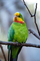 the superb parrot has a green body with red under its neck and yellow forehead and chin