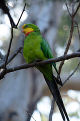 the superb parrot has a green body with red under its neck and yellow forehead and chin