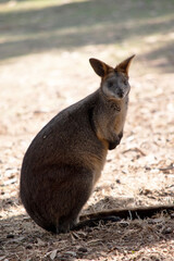 The swamp wallaby has dark brown fur, often with lighter rusty patches on the belly, chest and base of the ears.