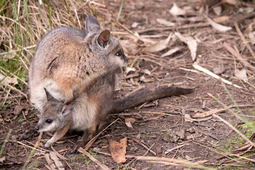 the tammar wallaby has a joey in her pouch