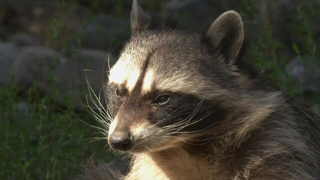 Close-up face, head of raccoon looking toward camera in dappled sun
