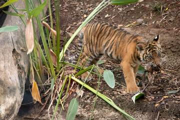Tiger cubs are born with all their stripes and drink their mother's milk until they are six months old and then only eat meat.