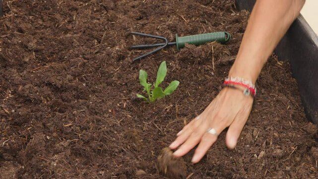 A woman planting a vegetable in a garden box, carefully tending to the soil in a peaceful outdoor setting. The scene highlights the simplicity and joy of gardening and nurturing fresh produce.