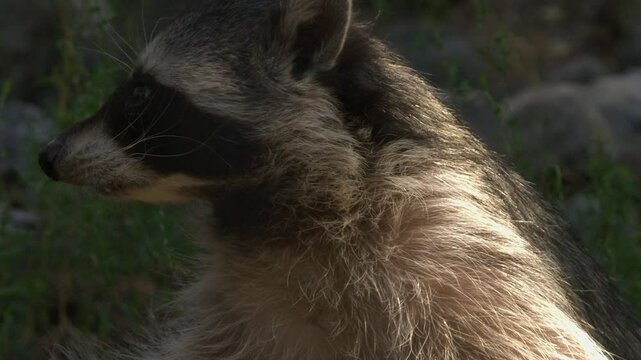 Close up: Raccoon looks to camera, turns profile in sun dappled light