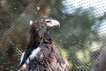 The Wedge-tailed Eagle is a dark brown-black color. The beak of the Wedge-tailed Eagle is pale cream.