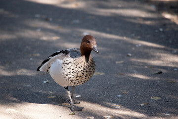 The male wood duck has a darker head and a small dark mane, with a speckled brown-grey breast and a black lower belly and undertail.