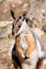 The Yellow-footed Rock-wallaby  is brightly coloured with a white cheek stripe