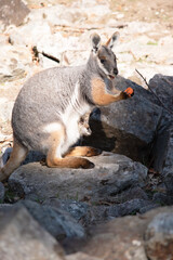 The Yellow-footed Rock-wallaby  has a joey in her pouch