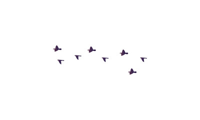 Flying Birds Vector Illustration Collection. 