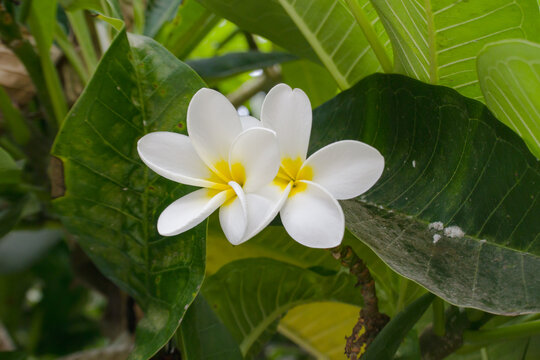 Plumeria Yellow well known as Kath golap