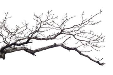 tree branch on a transparent background