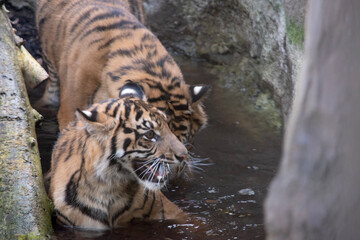 Young tigers have a coat of golden fur with dark stripes, the tiger is the largest wild cat in the world. Tigers are powerful hunters with sharp teeth, strong jaws and agile bodies.
