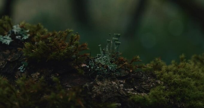 A close-up of lichen thriving on moss covering a tree branch against a softly blurred green forest background, highlighting the beauty of nature's intricate details. Lichen on a branch in a forest.