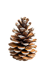 Pine cone isolated on transparent background