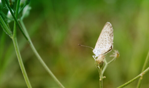 Macro Photography. Beautiful colored butterflies on a natural green background.