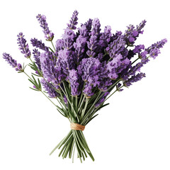 Fototapeta premium Fresh Lavender Bouquet Tied With String On White Background