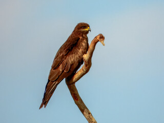 Black Kite - Milvus migrans in Australia