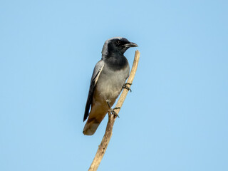 Black-faced Cuckooshrike - Coracina novaehollandiae in Australia