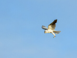 Black-shouldered Kite - Elanus axillaris in Australia