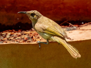 Brown Honeyeater - Lichmera indistincta in Australia