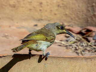 Brown Honeyeater - Lichmera indistincta in Australia