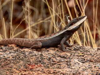 Amphibolurus centralis : Centralian Lashtail Dragon in Australia