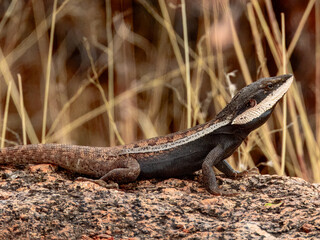 Amphibolurus centralis : Centralian Lashtail Dragon in Australia