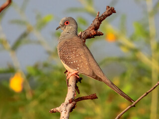 Diamond Dove - Geopelia cuneata in Australia