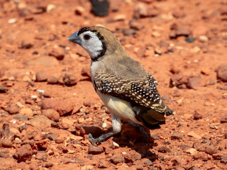 Double-barred Finch - Stizoptera bichenovii in Australia