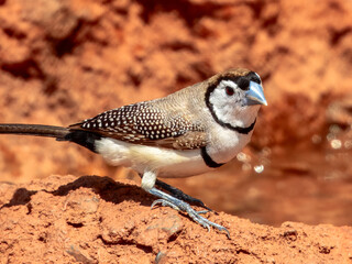 Double-barred Finch - Stizoptera bichenovii in Australia
