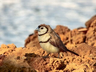 Double-barred Finch - Stizoptera bichenovii in Australia