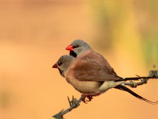 Long-tailed Finch - Poephila acuticauda in Australia