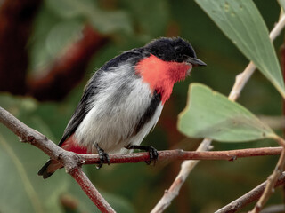Mistletoebird - Dicaeum hirundinaceum in Australia