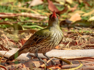 Olive-backed Oriole - Oriolus sagittatus in Australia