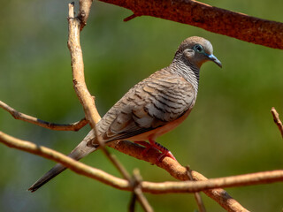 Peaceful Dove - Geopelia placida in Australia