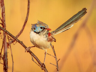 Purple-backed Fairywren - Malurus assimilis in Australia