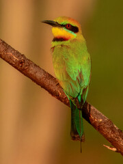 Rainbow Bee-eater in Australia