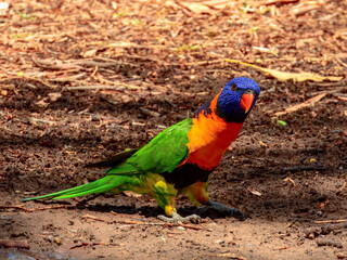 Red-collared Lorikeet - Trichoglossus rubritorquis in Australia
