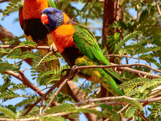 Red-collared Lorikeet - Trichoglossus rubritorquis in Australia
