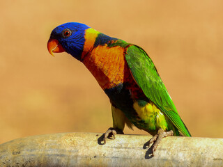 Red-collared Lorikeet - Trichoglossus rubritorquis in Australia