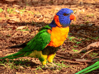 Red-collared Lorikeet - Trichoglossus rubritorquis in Australia